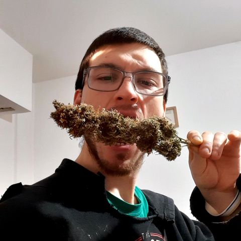 Amnesia XXL Auto #2 growlog timeline photo