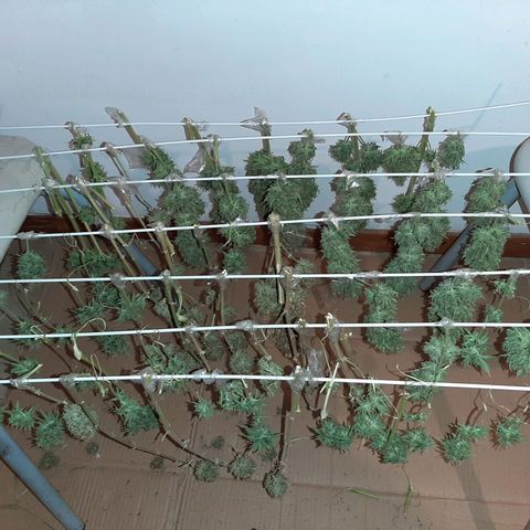Amnesia XXL Auto #2 growlog timeline photo