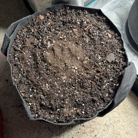 24 Carat  growlog timeline photo