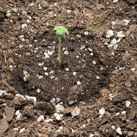 24 Carat  growlog timeline photo