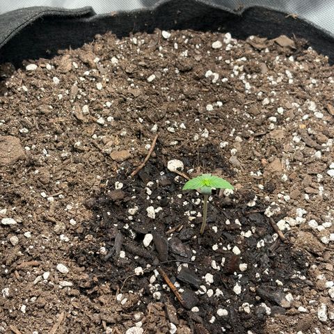 24 Carat  growlog timeline photo