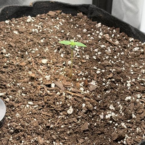 24 Carat  growlog timeline photo