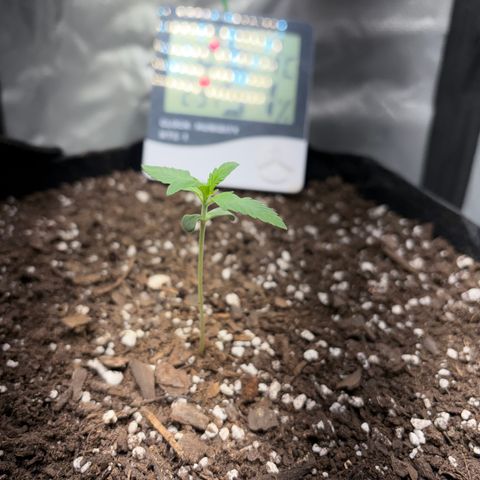 24 Carat  growlog timeline photo