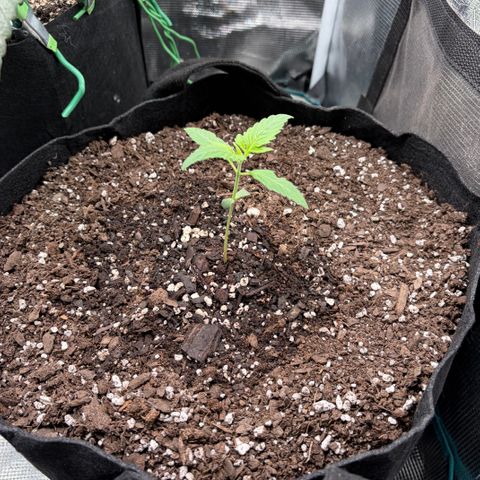 24 Carat  growlog timeline photo