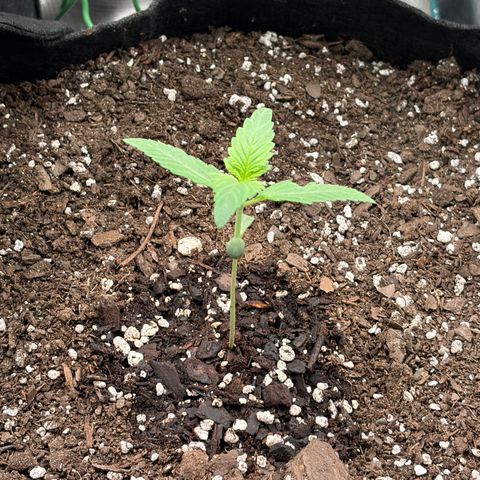 24 Carat  growlog timeline photo