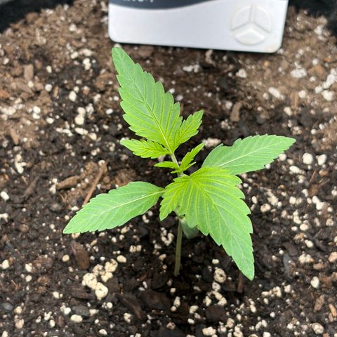 24 Carat  growlog timeline photo