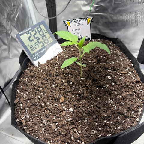 24 Carat  growlog timeline photo