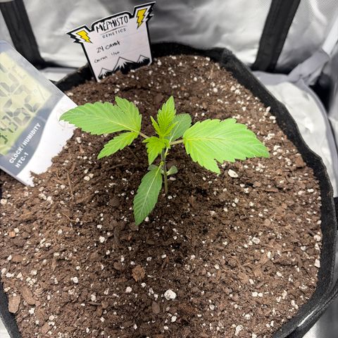 24 Carat  growlog timeline photo