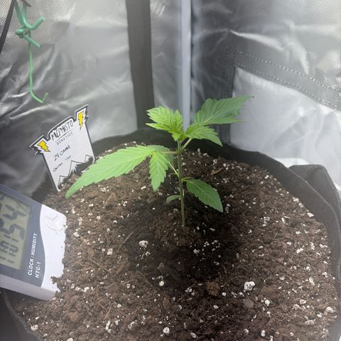 24 Carat  growlog timeline photo