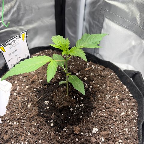 24 Carat  growlog timeline photo