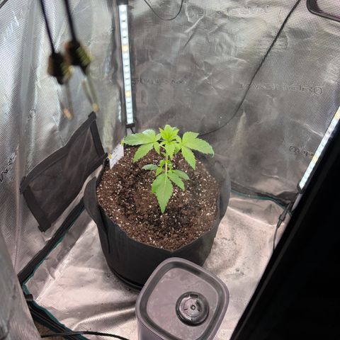 24 Carat  growlog timeline photo
