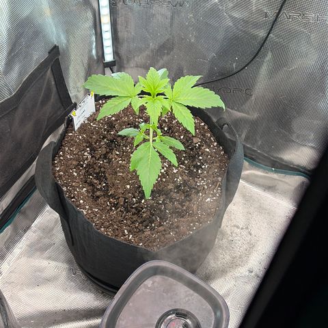 24 Carat  growlog timeline photo