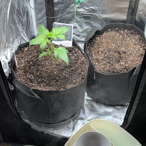24 Carat  growlog timeline photo