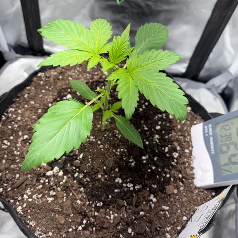 24 Carat  growlog timeline photo