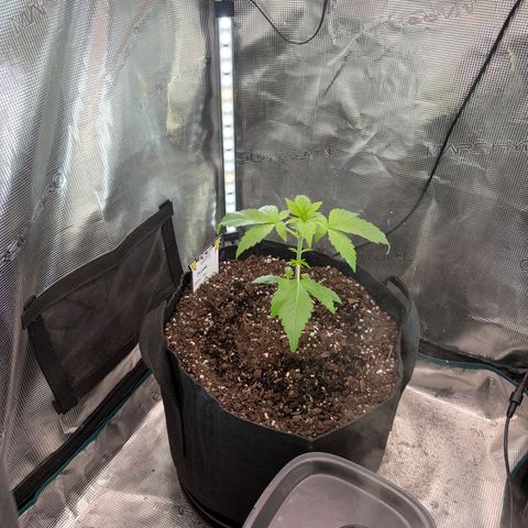 24 Carat  growlog timeline photo