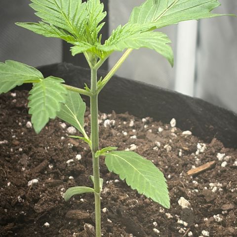 24 Carat  growlog timeline photo