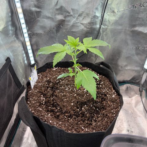 24 Carat  growlog timeline photo