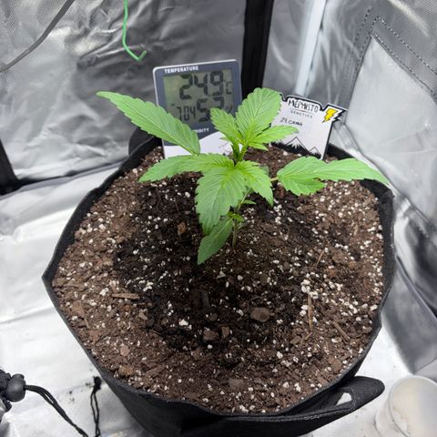 24 Carat  growlog timeline photo
