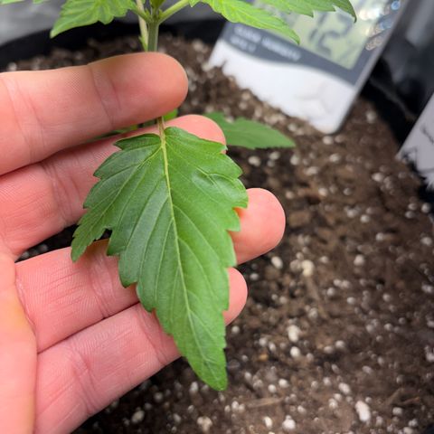 24 Carat  growlog timeline photo