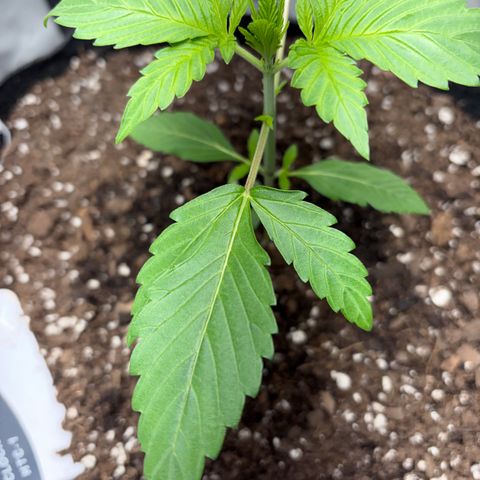 24 Carat  growlog timeline photo