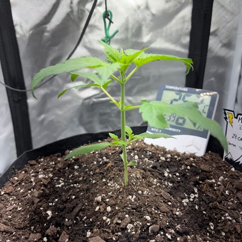 24 Carat  growlog timeline photo