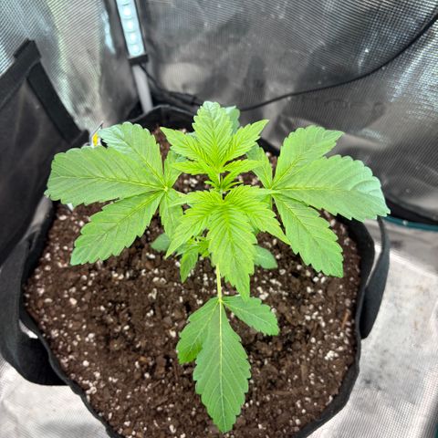 24 Carat  growlog timeline photo