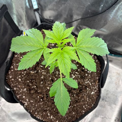 24 Carat  growlog timeline photo