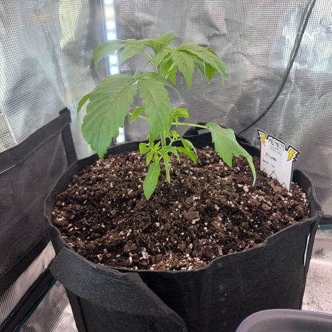 24 Carat  growlog timeline photo
