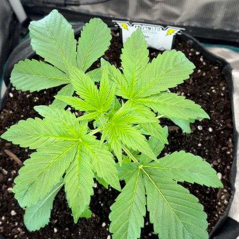 24 Carat  growlog timeline photo