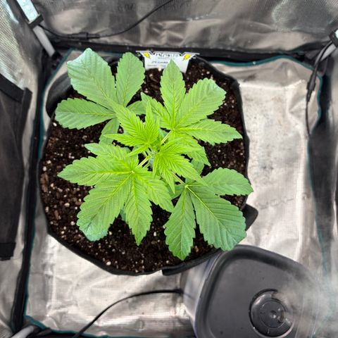 24 Carat  growlog timeline photo