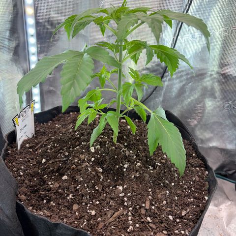 24 Carat  growlog timeline photo