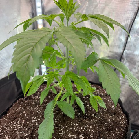 24 Carat  growlog timeline photo
