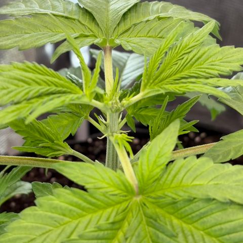 24 Carat  growlog timeline photo