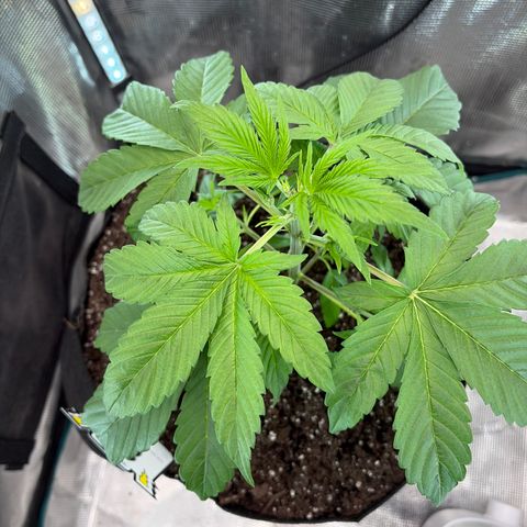 24 Carat  growlog timeline photo