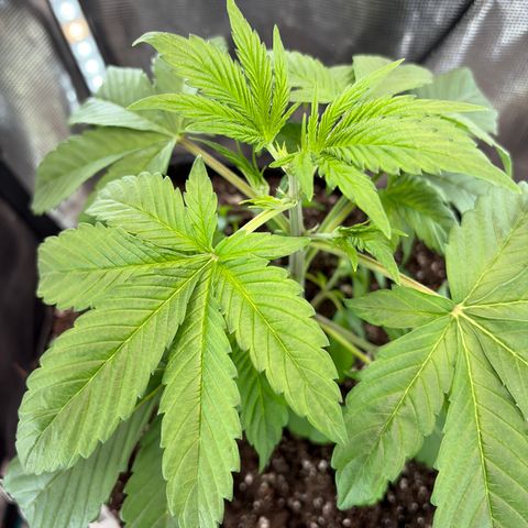 24 Carat  growlog timeline photo