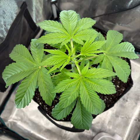 24 Carat  growlog timeline photo