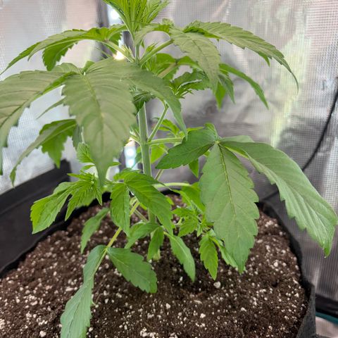 24 Carat  growlog timeline photo