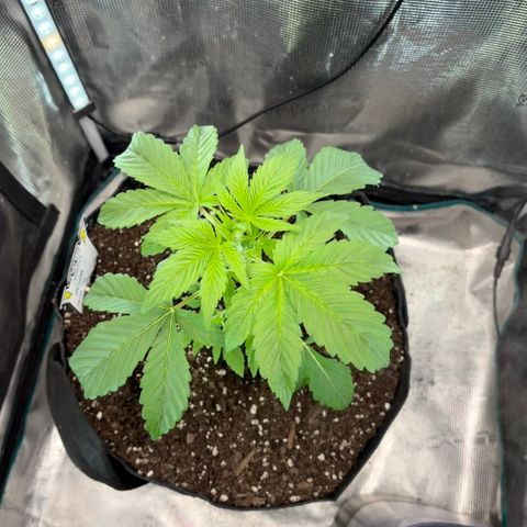 24 Carat  growlog timeline photo