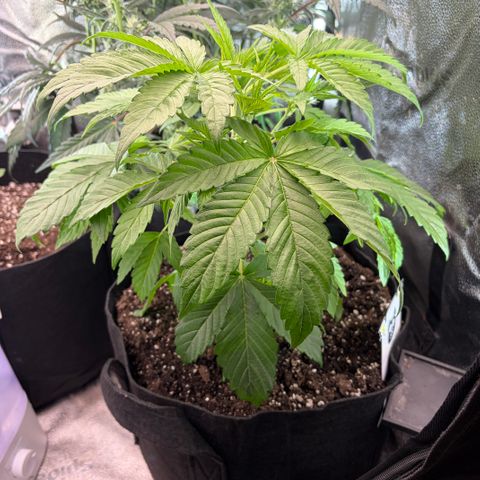 24 Carat  growlog timeline photo
