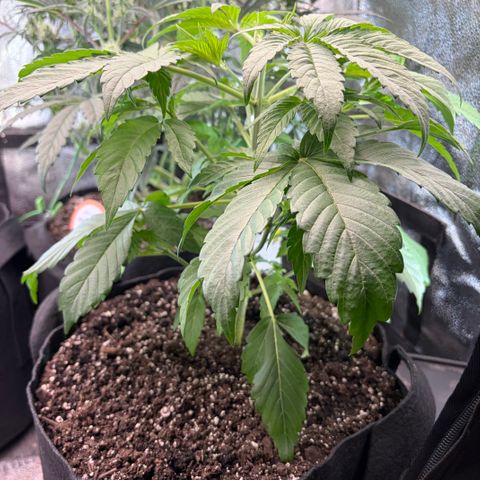 24 Carat  growlog timeline photo
