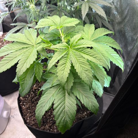 24 Carat  growlog timeline photo