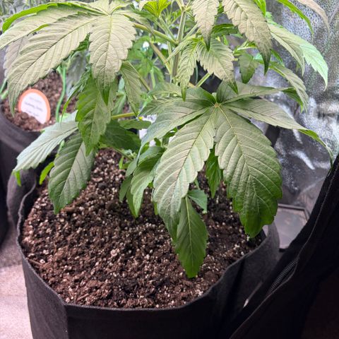 24 Carat  growlog timeline photo