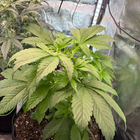 24 Carat  growlog timeline photo