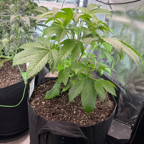 24 Carat  growlog timeline photo