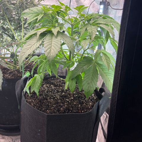 24 Carat  growlog timeline photo