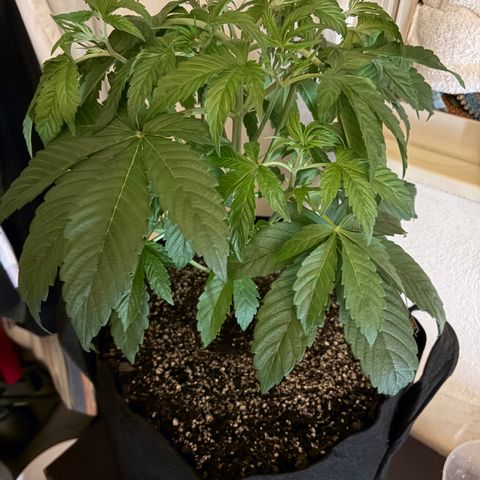 24 Carat  growlog timeline photo