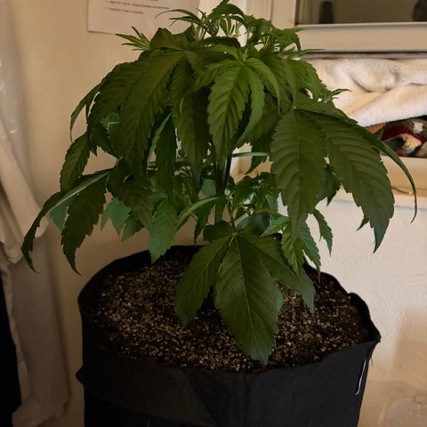 24 Carat  growlog timeline photo