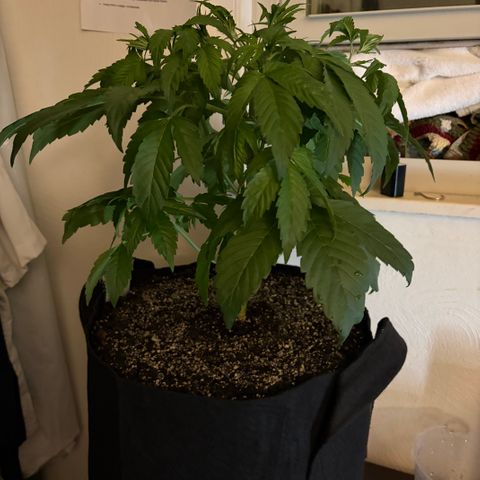 24 Carat  growlog timeline photo
