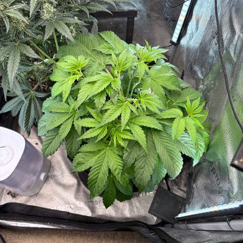 24 Carat  growlog timeline photo