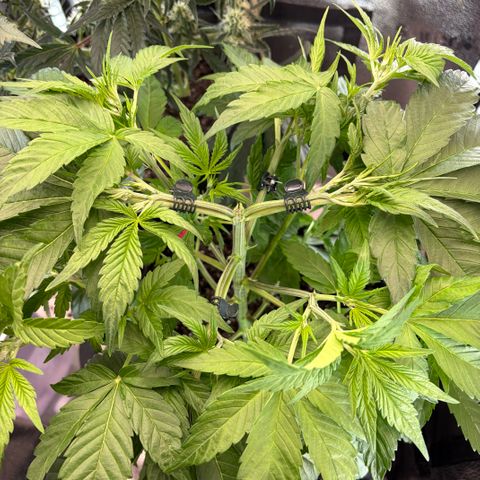 24 Carat  growlog timeline photo